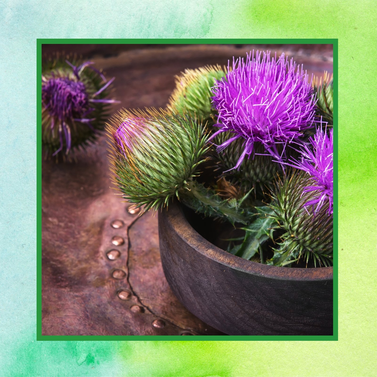 Milk Thistle DS Img (right) - 2
