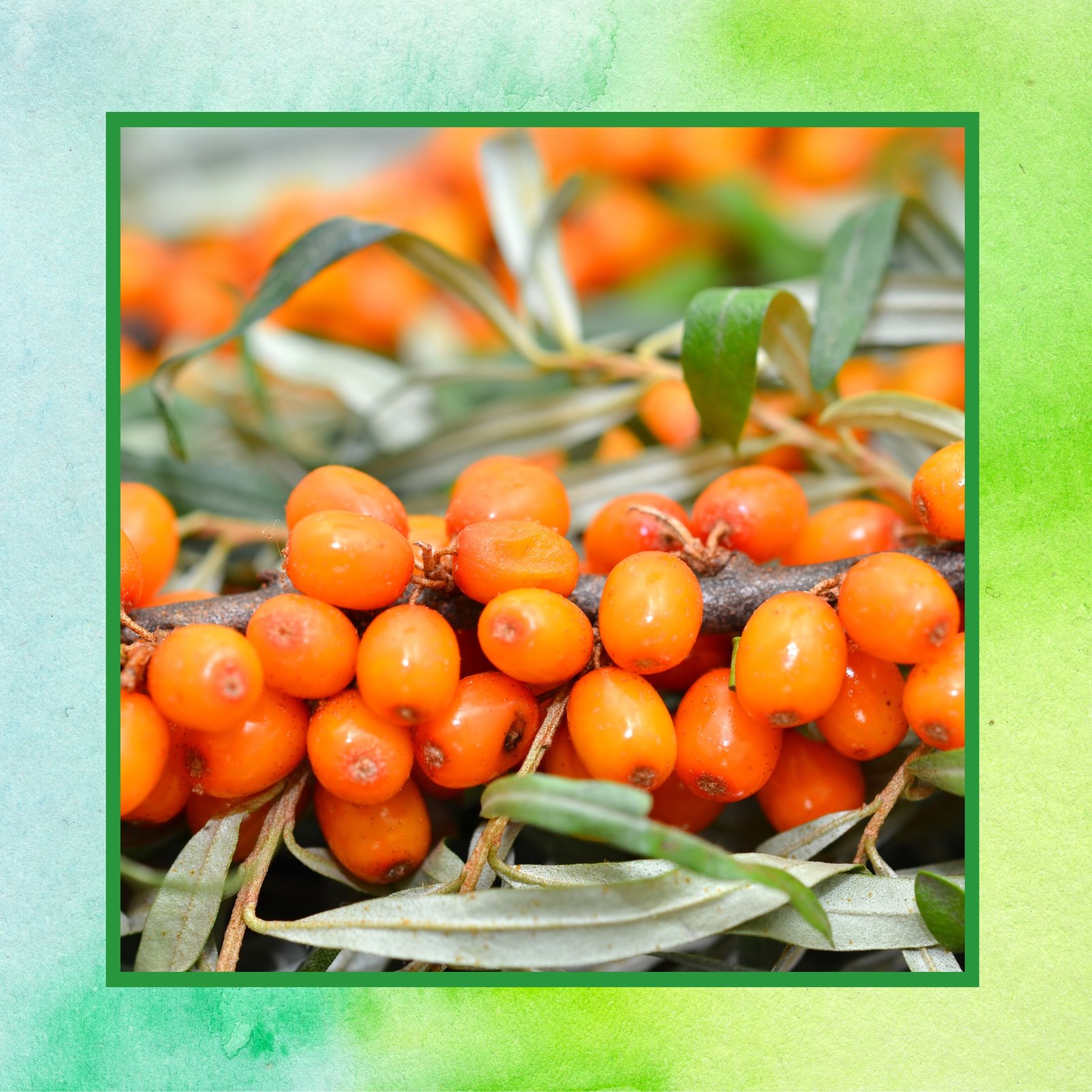 Sea Buckthorn DS Img (right) - 2